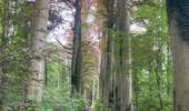 Tocht Stappen Bevekom - #240524b - Forêt de Meerdael, drève et étang de Warande - Photo 10