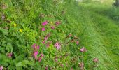 Trail Walking Torigny-les-Villes - Boucle depuis le Val de Vire - Photo 8