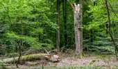 Percorso A piedi Roeser - Old Fleche Bleu Berchem/Bivange - Photo 6