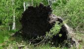 Tocht Te voet Nahe - Von Nahe zum Nienwohlder Moor - Photo 5