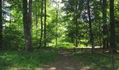 Randonnée Marche Rethondes - en forêt de Laigue_8_06_2020_les Routes des Bonshommes, de la Trouée des Bonhommes_Route forestière de Sainte-Croix - Photo 11