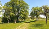 Trail Walking Dossenheim-sur-Zinsel - Le Bastberg depuis Dossenheim-sur-Zinsel - Photo 15