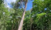 Percorso A piedi Sainte-Mesme - Boucle en forêt de Dourdan au départ de Sainte Mesme - Photo 12