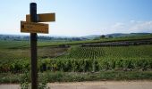 Trail On foot Beaune - Premiers Crus de Beaune - Photo 10