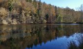 Trail Walking Saint-Hubert - MIRWART ... mon beau miroir ! - Photo 16