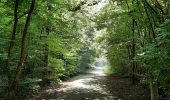 Trail Walking Sint-Genesius-Rode - Soignes Brassine belle balade de 6 km - Photo 1