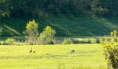 Randonnée Marche Habay - GRP 151  Anlier - autoroute sortie Rulles - Photo 14