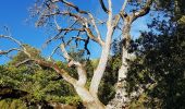 Trail Walking Buoux - Buoux, le Château, la Chapelle, les Crêtes - Photo 1