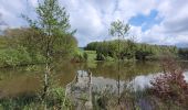 Tour Wandern Libin - rando redu  11-05-2023 - Photo 13