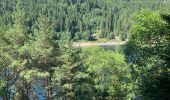 Trail Horseback riding Orbey - Orbey- Sainte Marie aux mines - Photo 17