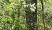 Trail Walking Sprimont - Blindef - Photo 7