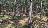 Trail Walking Bergen (NH) - Schoorl - Duinen - Photo 2