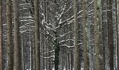 Tocht Stappen Waimes - entre botrange et bois de sourbrodt - Photo 4