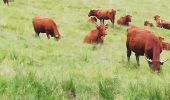 Tocht Stappen Bourg-Bruche - climont par la source de la bruche - Photo 2