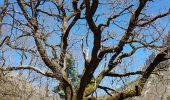 Tour Wandern La Palud-sur-Verdon - Verdon, le sentier Martel - Photo 16