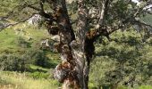 Percorso A piedi Cistierna - La Huella de las Legiones - Photo 10