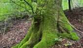 Tocht Stappen Orbe - Gorge de l’Orbe - Photo 2