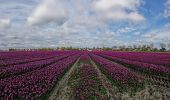 Tocht Te voet Schagen - Klein rondje Waarland - Photo 10