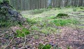 Excursión Senderismo Manhay - La longue chavée - Photo 18