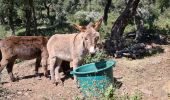 Tour Wandern La Garde-Freinet - La garde freinet - Notre Dame de Miremer - Photo 17