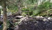 Trail Walking Orbey - lac blanc col du calvaire - Photo 10