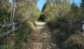 Trail Walking Auxelles-Haut - boucle auxelles-haut, super planche et étang des belles filles  - Photo 13