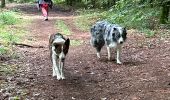 Randonnée Marche Étalle - Etalle - cani-balade - Photo 1