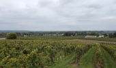 Tour Wandern Coteaux-sur-Loire - Saint-Patrice les Prés Bédoué - GRP Étang Chêne Meunier Ingrandes-de-Touraine - 20.4km 315m 4h35 (1h10) - 2024 10 03 - Photo 7