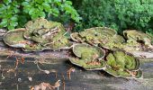 Randonnée Marche Beauvechain - #240524b - Forêt de Meerdael, drève et étang de Warande - Photo 4