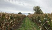 Tocht Stappen Pepingen - Heikruis 20 km - Photo 6