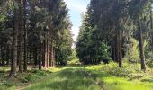 Trail Walking Spa - Bérinzenne entre fagne et forêt  - Photo 5