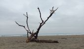 Trail Walking Canet-en-Roussillon - st cyprien, entre mer et étang  - Photo 17