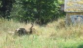 Tour Zu Fuß Butzbach - Waldlehrpfad Münster - Ahornblatt - Photo 7