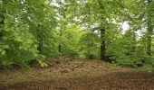 Tour Zu Fuß Vöhl - Nationalparkrundweg Ringelsberg-Route - Photo 4