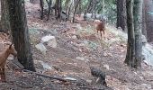 Randonnée Marche Quenza - rando Corse dans Bavella - Photo 1