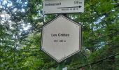 Trail Walking Herbeumont - les crêtes  - Photo 11