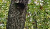 Tocht Stappen Mittelbergheim - les arbres espiègles - Photo 20