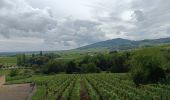 Percorso Bicicletta elettrica Sélestat - Vignoble  - Photo 2