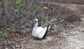 Tour Wandern Montecristi - Isla de la plata - Photo 4