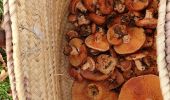 Percorso Marcia Chabestan - Champignons Chabestan - Photo 1