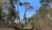 Randonnée Marche Compiègne - en forêt de Compiègne_48_sur les Routes de la Mariolle et du Grand Veneur - Photo 12