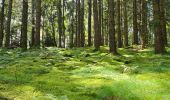 Tour Wandern Masevaux-Niederbruck - Reco avec ALAIN..Rando CLAS du 29/08/2024 - Photo 15