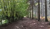 Randonnée Marche Waimes - autour de botrange et du bois de sourbrodt - Photo 5