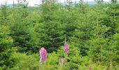 Randonnée A pied Baiersbronn - Baiersbronner Himmelsweg: Naturgewalten-Tour - Photo 8