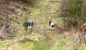 Tocht Stappen Neufchâteau - Bois d’Ospau avec Nafi - Photo 2