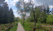 Trail Walking Waimes - baraque michel - botrange via fagne de polleur, retour via fagne wallonne  - Photo 2