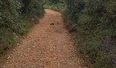 Tour Wandern Le Revest-les-Eaux - La grotte des sables - Photo 9