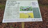 Trail Walking Ham-sur-Heure-Nalinnes - GR 129 Noirchien - N-D Loverval  - Photo 12