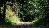 Randonnée Marche Les Arcs-sur-Argens - L'Apié de Raybaud - Oppidum -  Foret des Terriers - Menhirs - Dolmens - Four à Pois - Photo 7