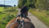 Tour Kutsche fahren Paliseul - Petit tour par le Pont de Prêtre avec Tornade  - Photo 6